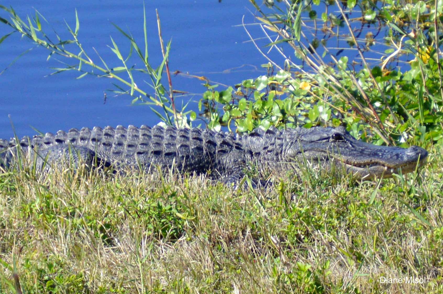 Alligator Lake Okeechobee