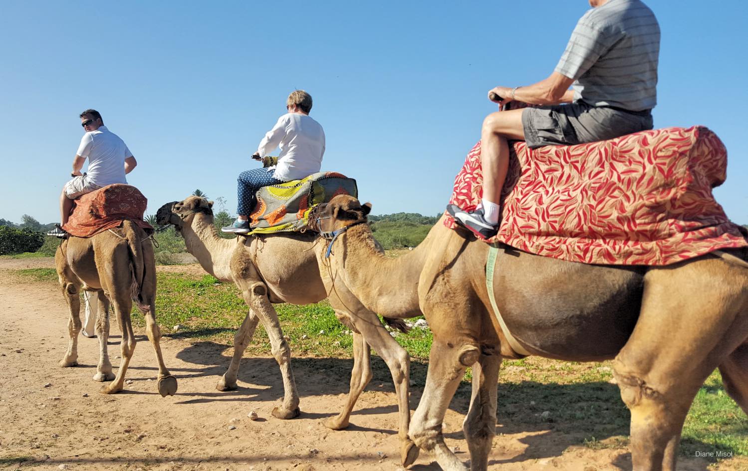 Camel riding in the countryside, Agadir, Morocco