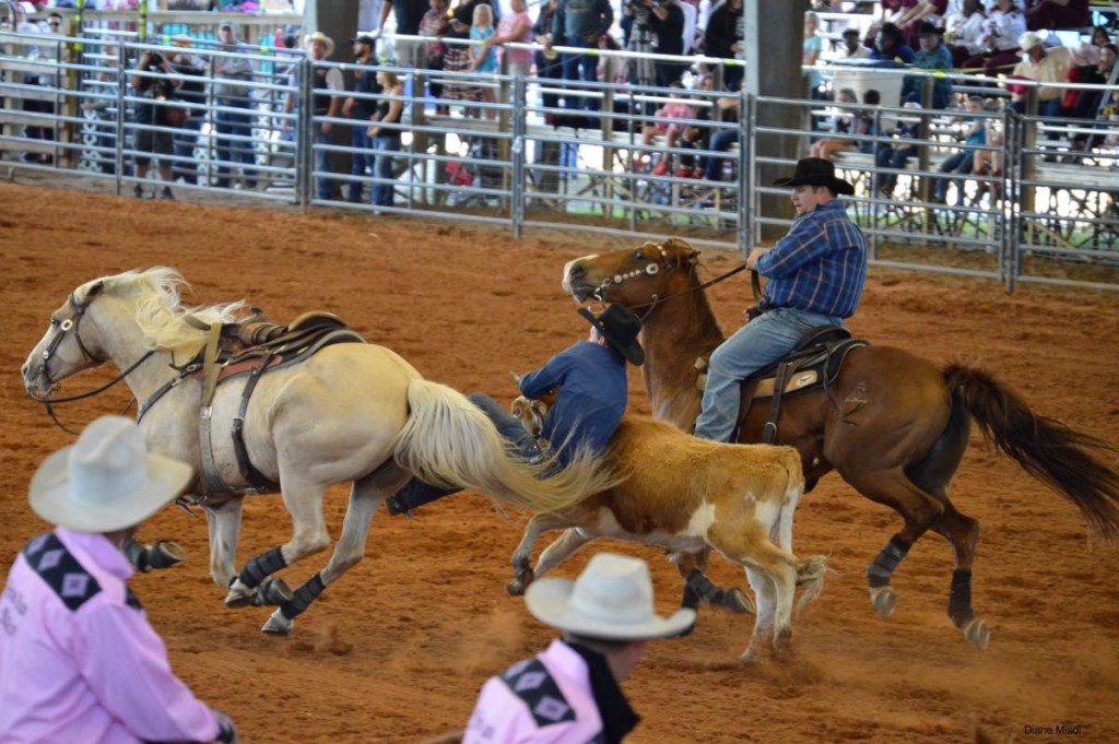 A cowboy tackles a steer