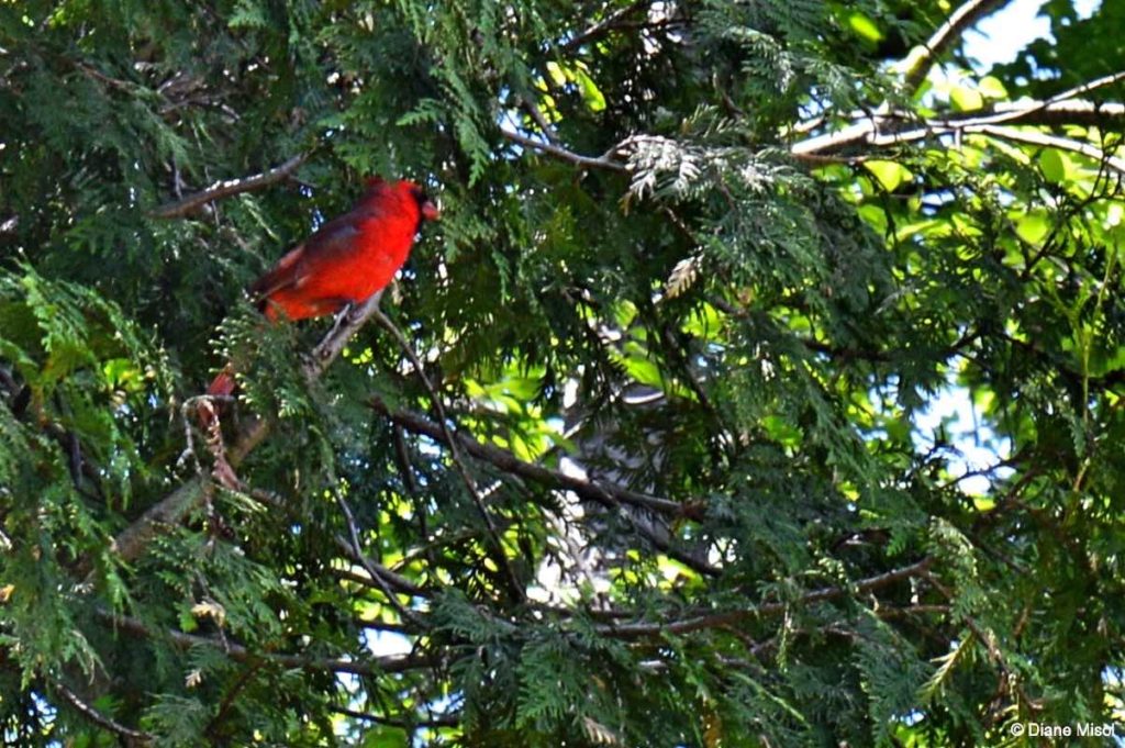Cardinal in Victoria Park. Elora, Ontario, Canada