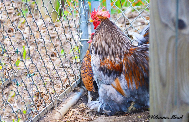 Bantam Rooster, Middlebrook Stables, Ontario, Canada