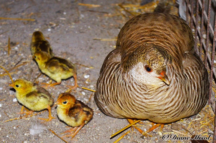Pheasant Babies. Chicks abound at Middlebrook Stables, Ontario