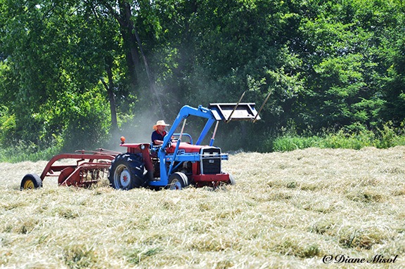 Raking Hay of the First Cutting. Middlebrook Horse Stables Farm. Ontario, Canada