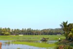 Rice Crops - Goa, India