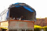 Sleeping Workers - Truck, Goa, India