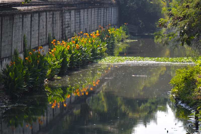 Beauty in Sewage Canal - Bangkok