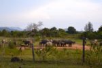 Cattle Farm - Langkawi Island