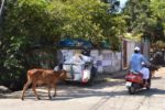 Kochi Cow - India