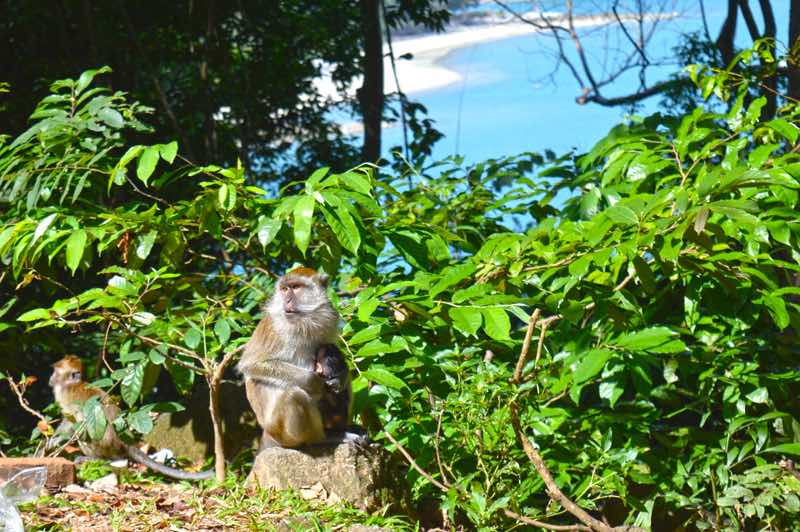 Momma Monkey, Baby and a Beach View - Langkawi