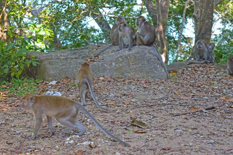 Monkeys at Side of the Road - Mountains of Langkawi, Malaysia