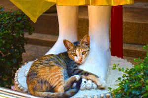 Cat At Buddha Feet - Chiang Rai, Thailand