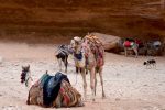 Camel 23 - Petra Plaza, Jordan