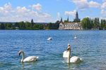 Geese on the Bodensee - Germany -0027-1