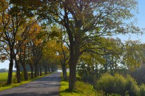 Tree Lined Roads - Ruegen, Germany