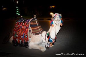 Camel - Marina Boulevard, Hurghada, Egypt
