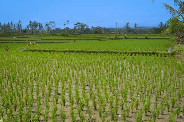 De Koi Rice Fields - Bali