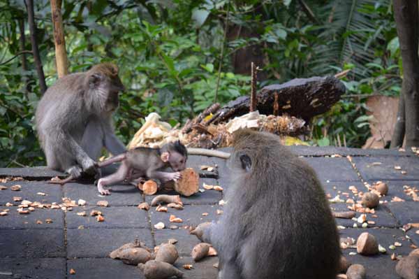 Baby with Parents - Sacred Monkey Forest
