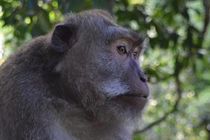 Monkey See - Sacred Sanctuary, Bali