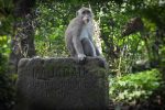 Sacred Monkey Forest Burial Ground