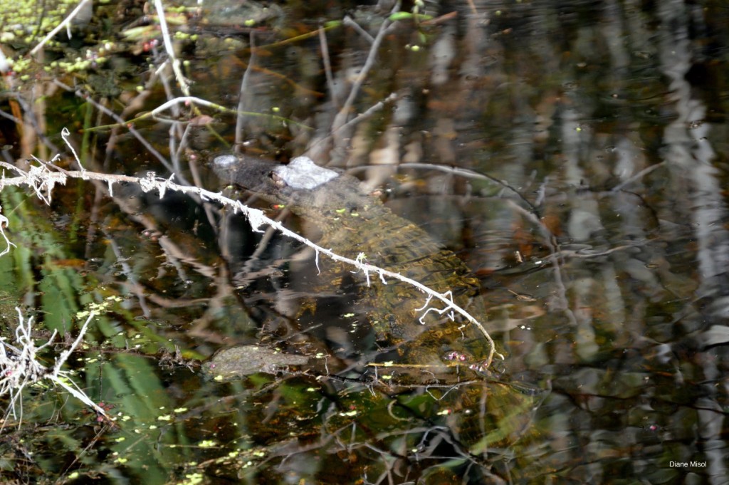 Alligator resting in Lake Okeechobee
