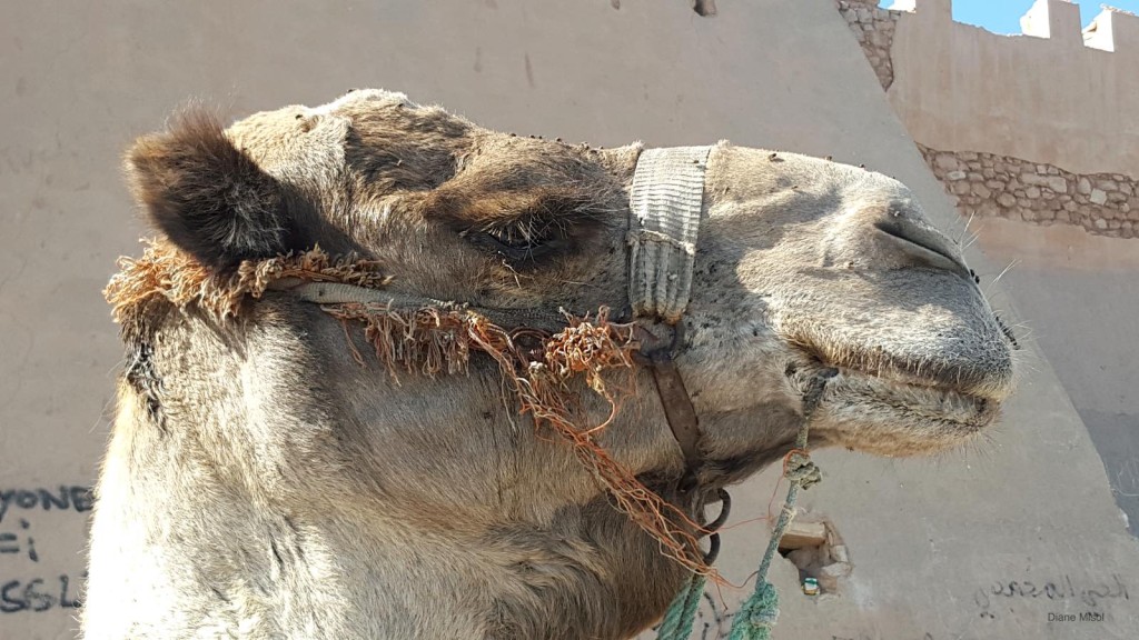 Camel waits outside the Kasbah wall, Morocco