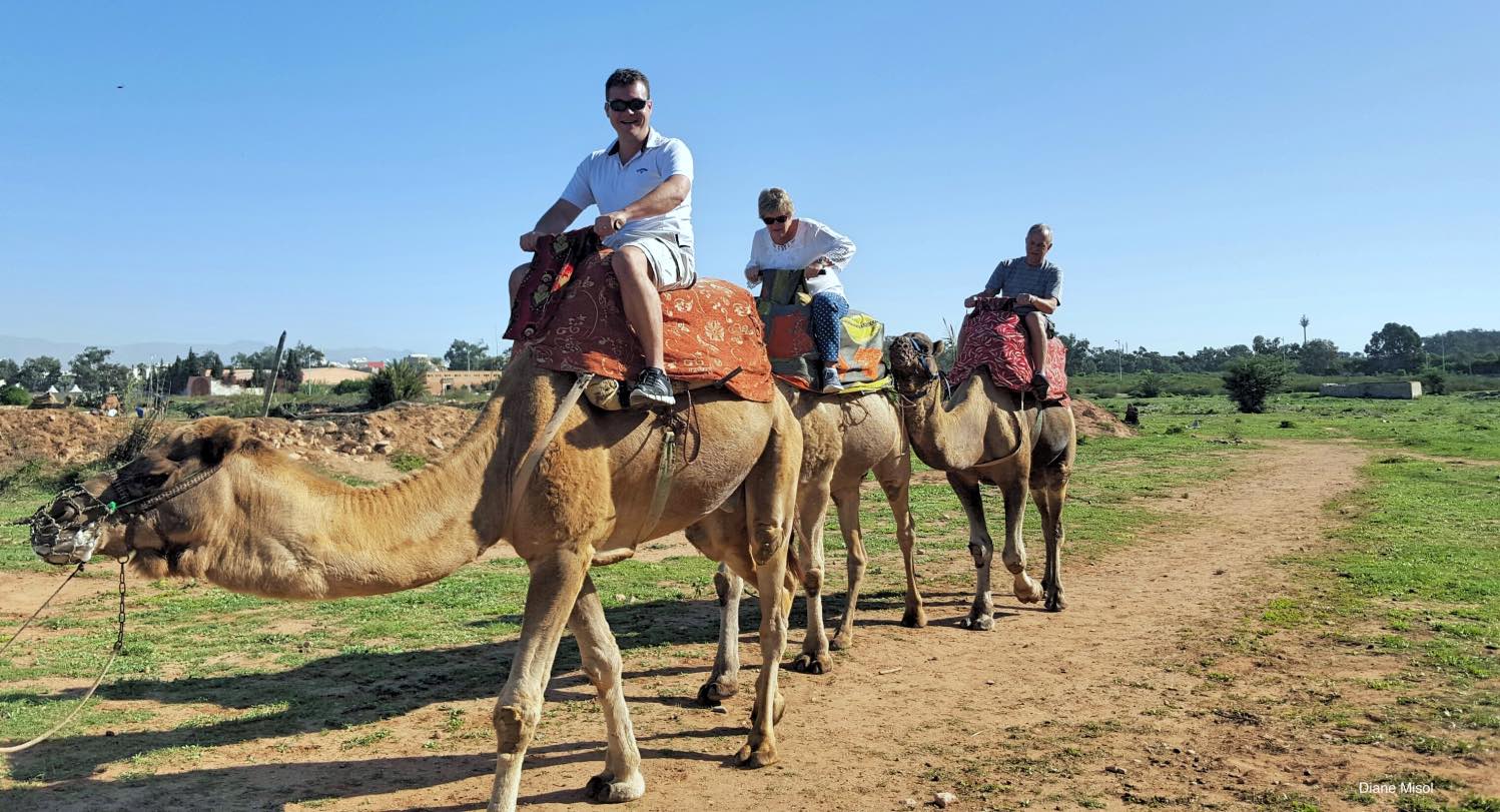 Camels on tour, Agadir, Morocco