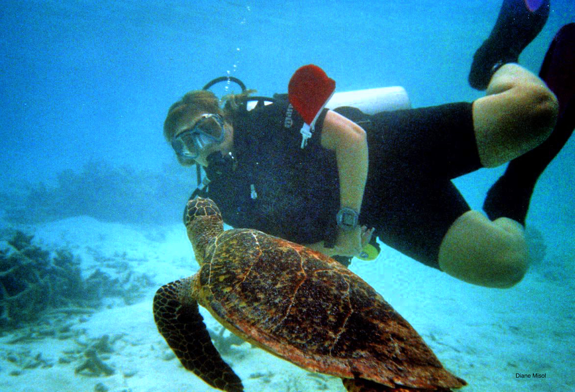 Turtle greets diver