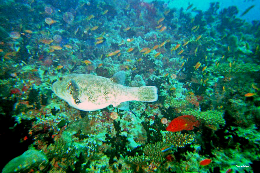 Maldives Puffer Fish | TravelFoodDrink.com