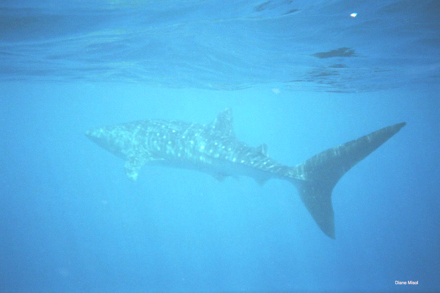 Whale Shark near water surface