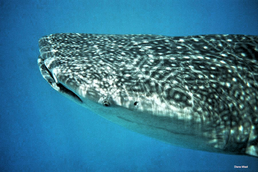 Head of Whale Shark