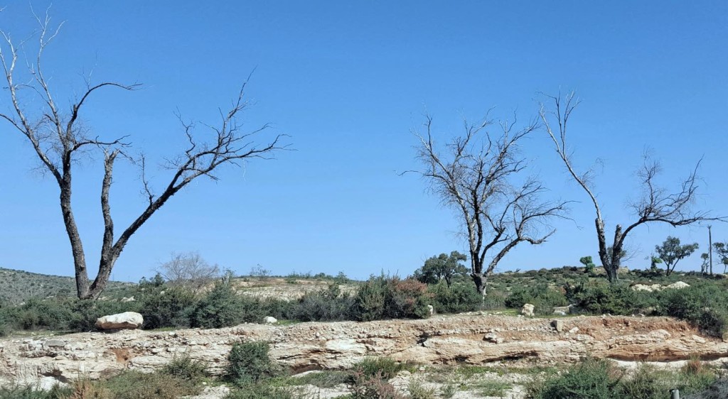 Moroccan Desolate Countryside, Three Trees