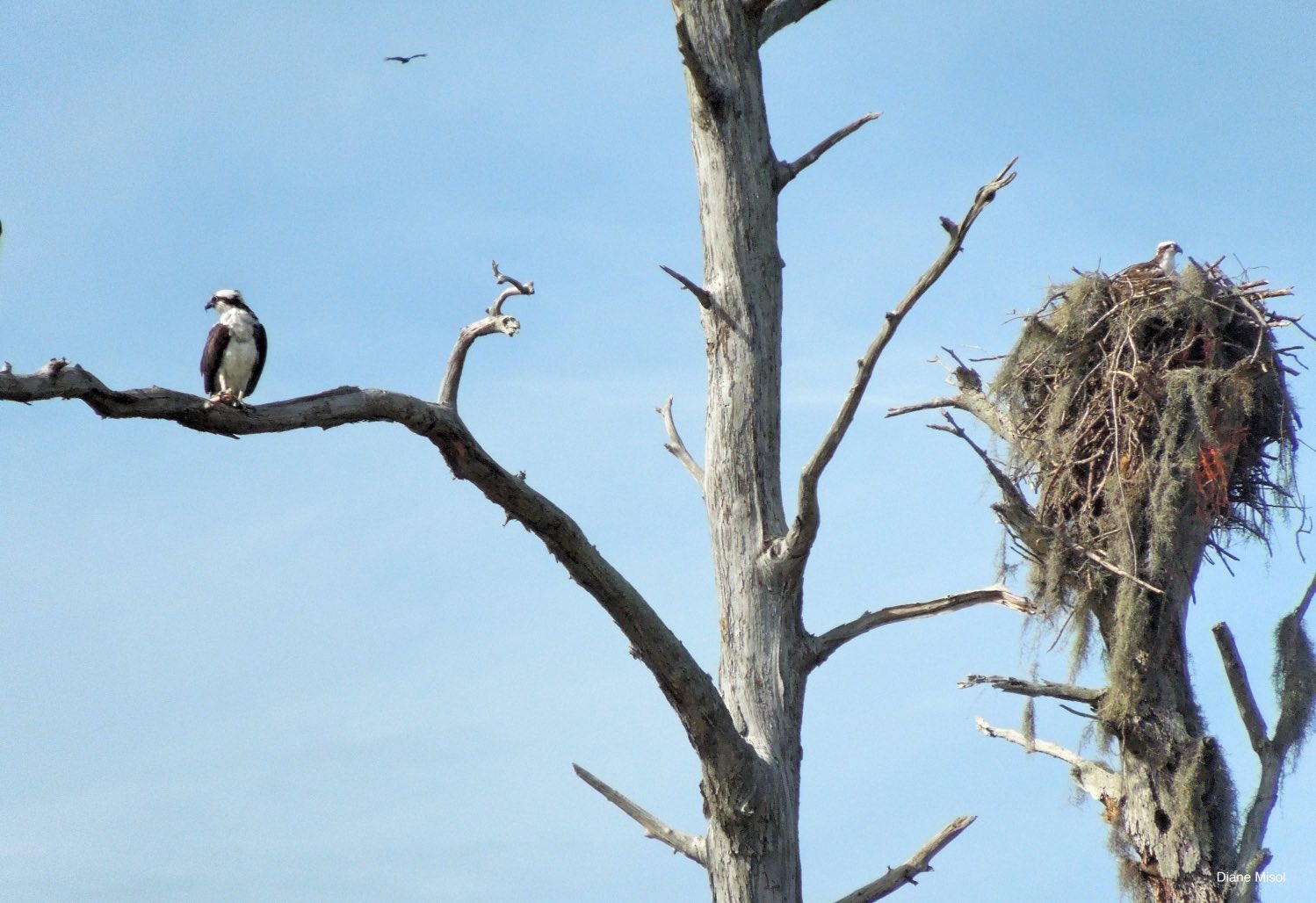 Ospreys, Lake Okeechobee