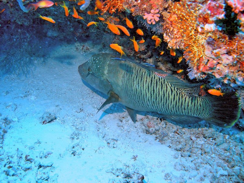 Parrot Fish under a coral rock