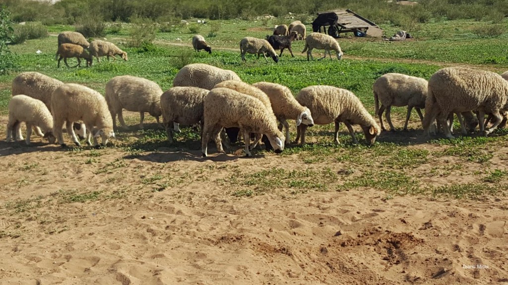 Sheep grazing in the Moroccon Countryside