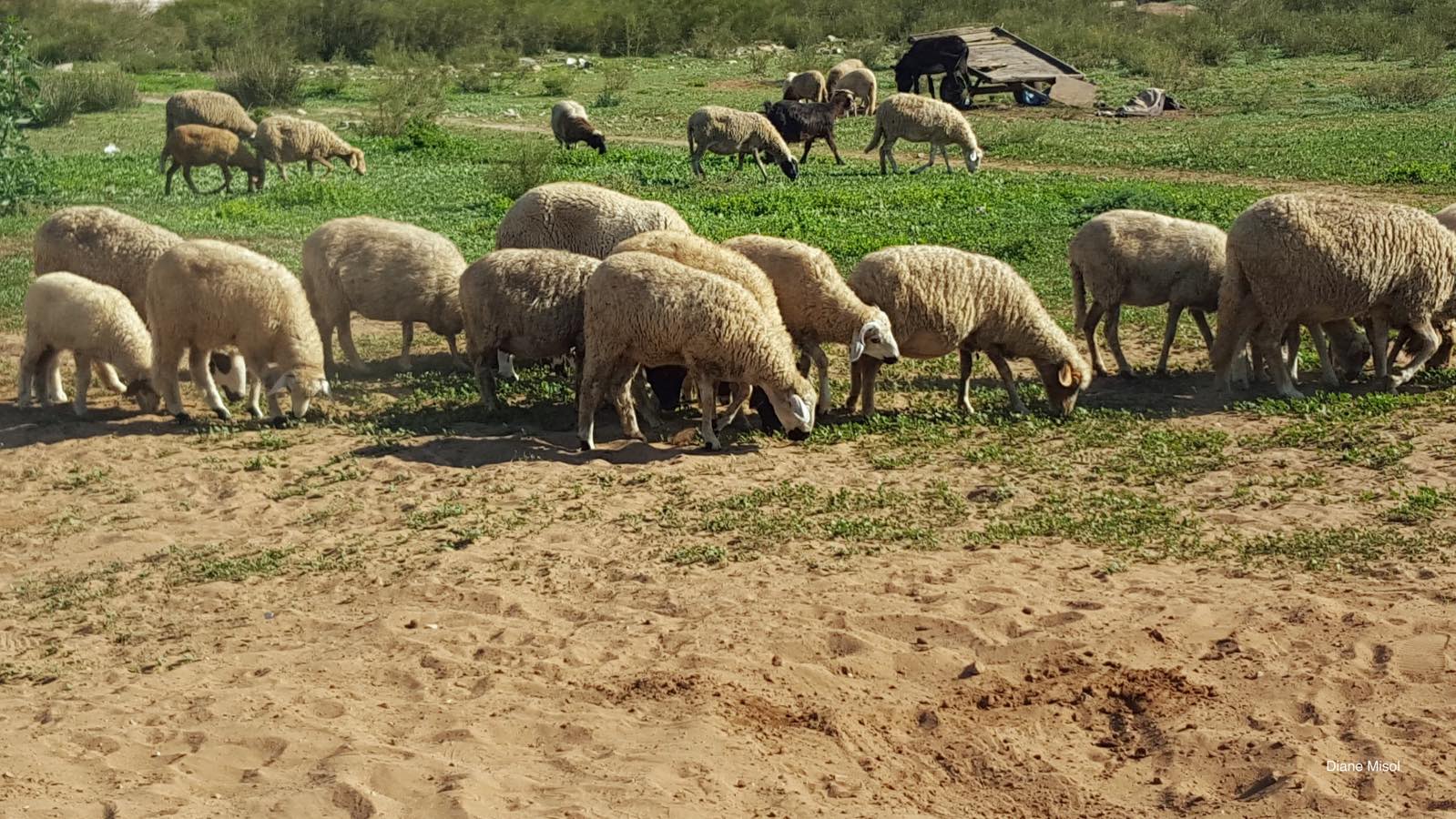 Sheep grazing in the Moroccon Countryside