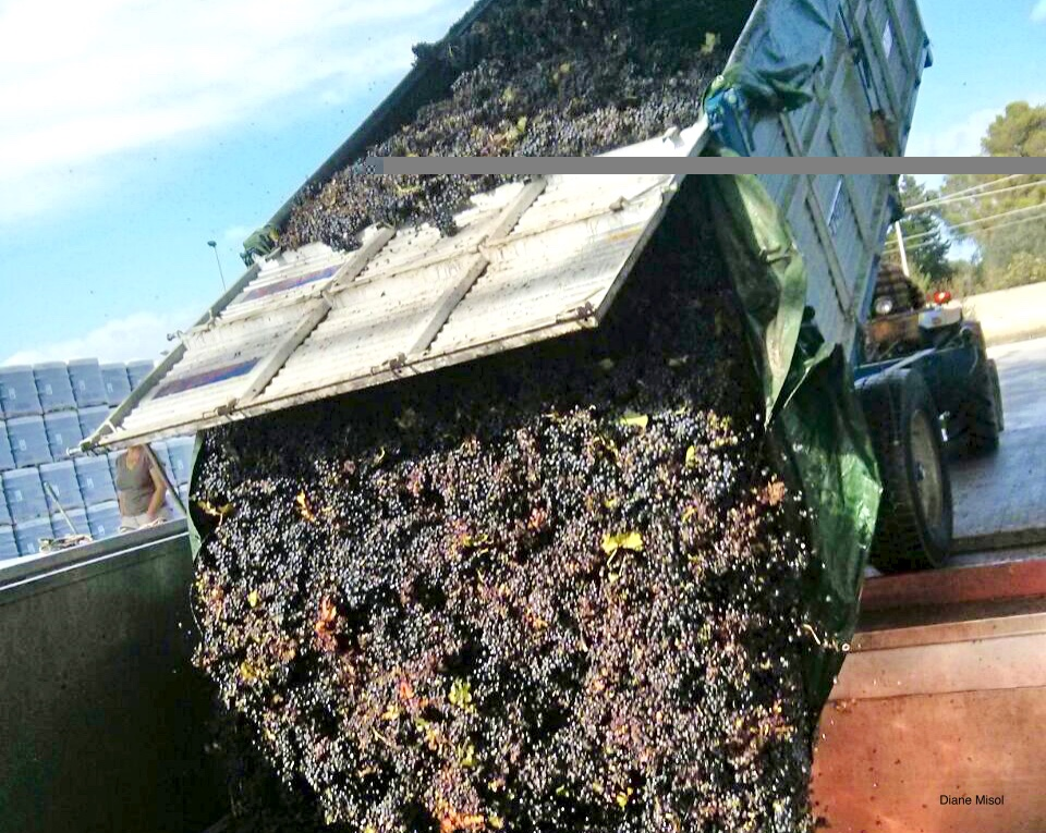 Truck Load Dumps Primitivo Grapes, Puglia, Italy