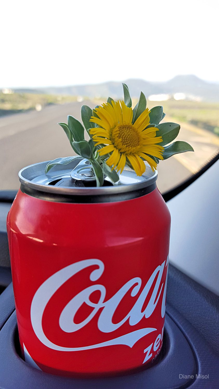 Cola can with Flower in car - Road Tour! Lanzarote