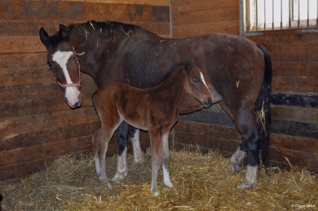 Ciao Ladies! Birth of a Colt. Middlebrook Stables, Ontario, Canada