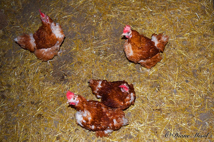 Egg Chickens. Middlebrook Stables, Ontario, Canada
