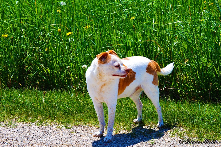 Fritz Dog Enjoying Middlebrook Stables. Ontario, Canada