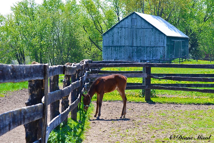 Hanging Out at Middlebrook Stables. Ontario, Canada