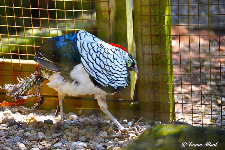 Lady Amherst Pheasant, Middlebrook Stables. Ontario, Canada
