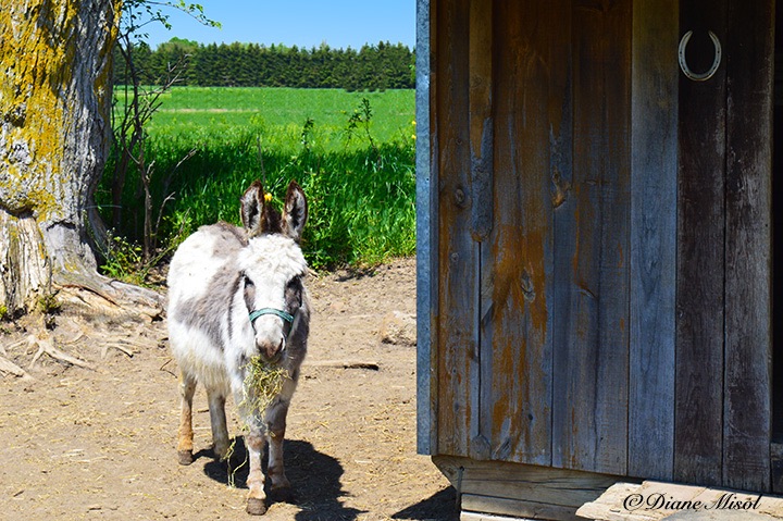 Mini Donkey. Middlebrook Stables, Elora, Ontario, Canada