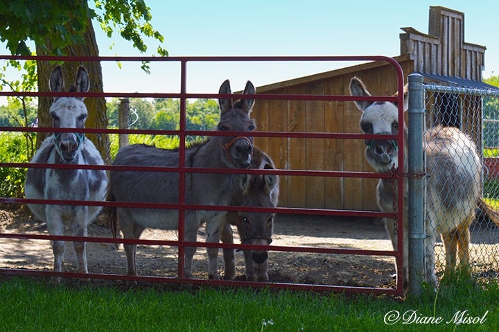Miniature Donkeys say hello. Middlebrook Farm. Ontario, Canada