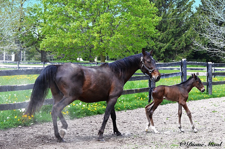 Mother and Colt. Middlebrook Standardbred Horse Farm. Ontario, Canada