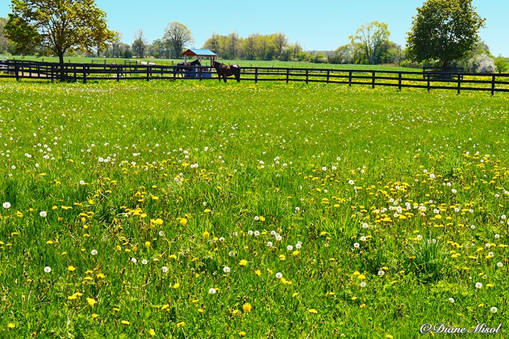 Paddock full of Flowers. Middlebrook Stables Standardbred Horse Farm