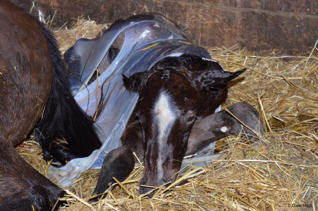 Priscilla is Born - Birth of a Colt at Middlebrook Stables. Ontario, Canada