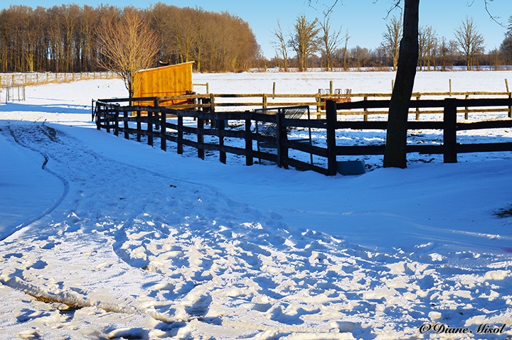 Snow Covered Paddocks. Middlebrook Stables, Ontario, Canada