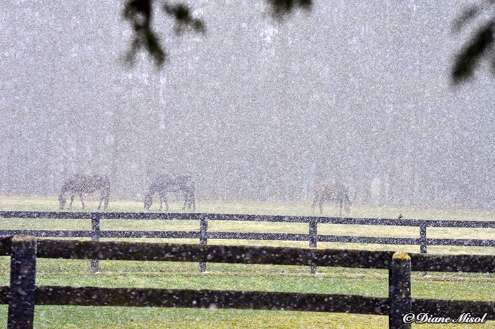 Snow gently falls on the Horse Paddock of Middlebrook Stables.