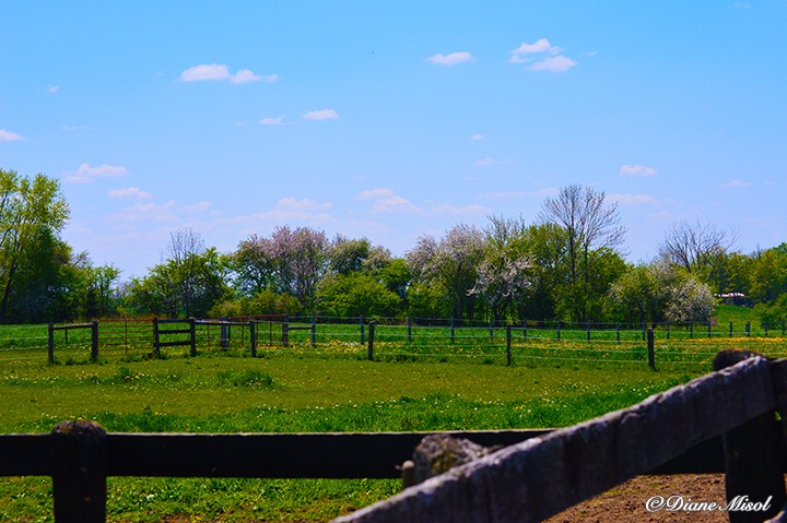 Spring springs. Middlebrook Stables Horse Farm. Ontario, Canada